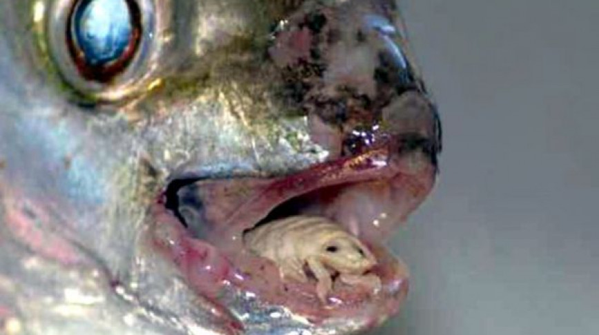 Visual of Meet The Tongue Parasite