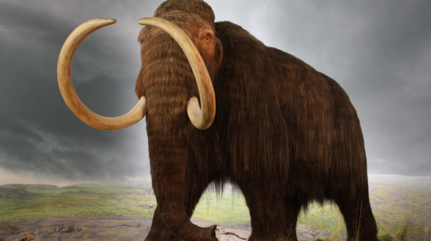 Visual of Moments in Meat History Part II- The Last Mammoths