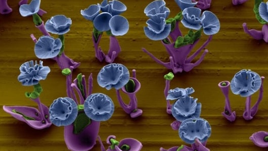 Visual of Nanoscale Bouquet of Flowers