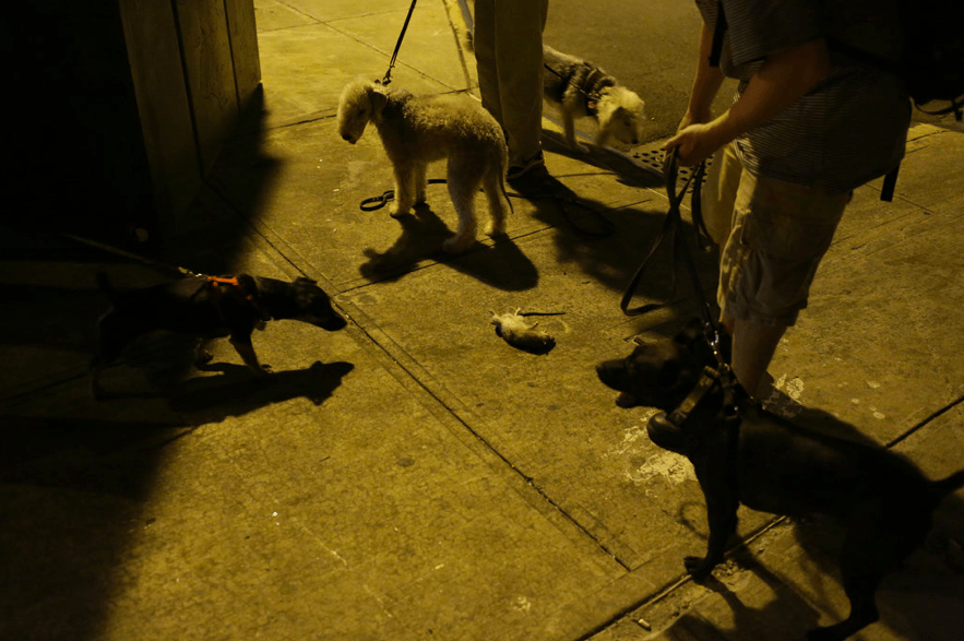 Visual of New York's Dogs Hunt for Dangerous Game: City Rats