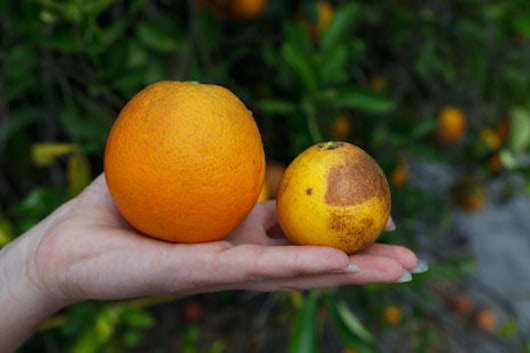 Visual of Oranges Are Going Extinct – Unless a Gene from Spinach Can Help
