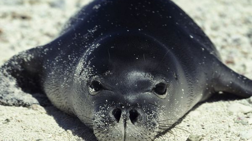 Visual of Are Hawaiian Monk Seals Natural? Not According to Some Hawaiians
