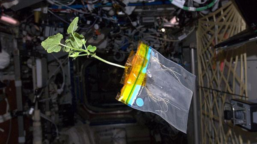 Visual of Space Farming for Astronauts