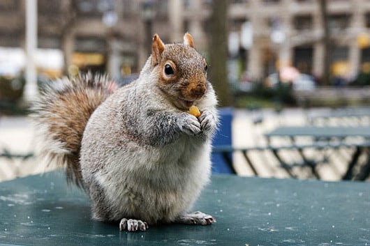 Visual of Squirrels Are in Cities to Keep Us Sane