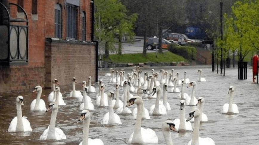 Visual of Swans Float through Flooded Streets