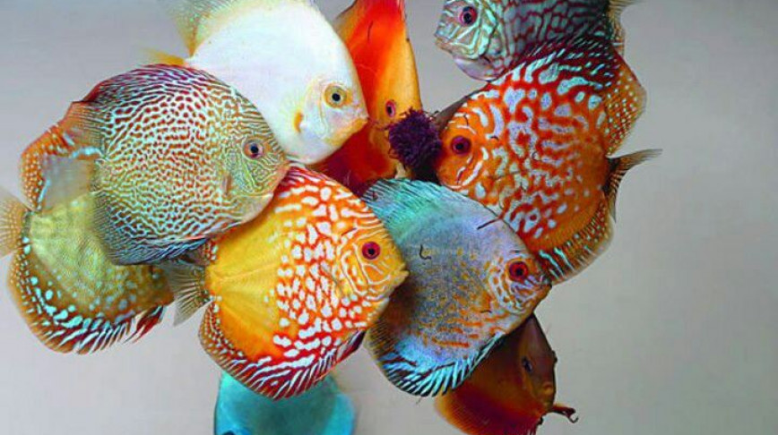 Visual of Taste the Artificial Fish Rainbow