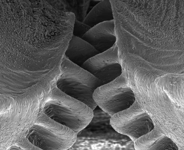 Visual of The Insect with Natural Mechanical Gears