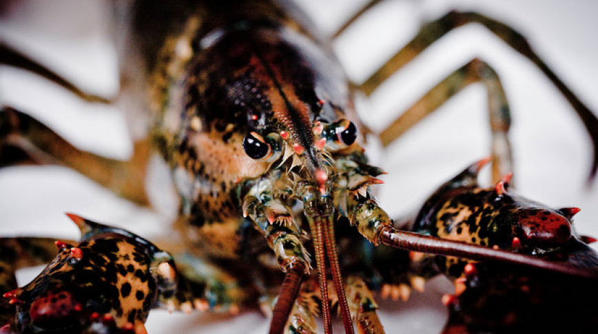 Visual of Why Are Lobsters Thriving in Maine?