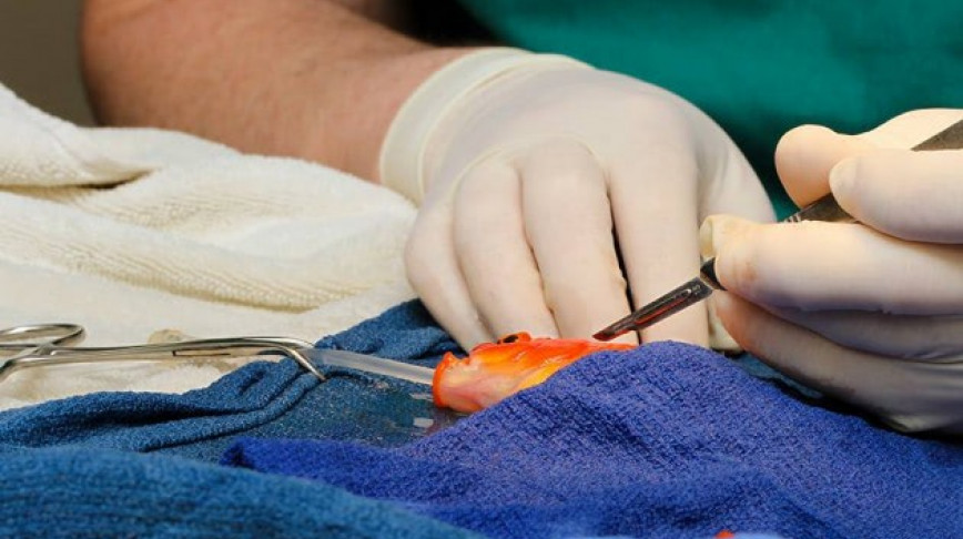 Visual of Brain Surgery For Goldfish