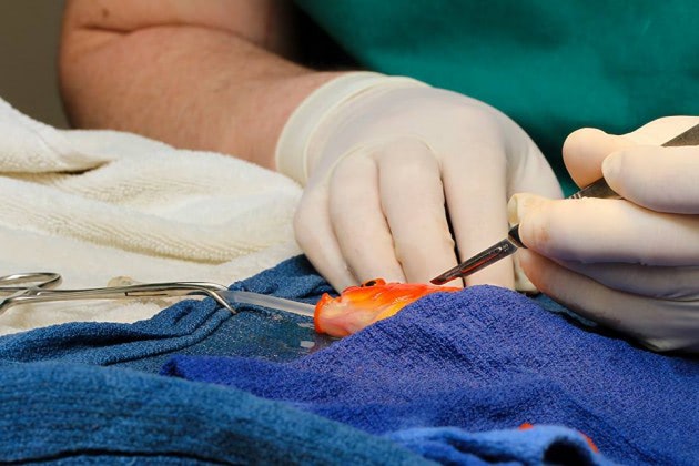 Visual of Brain Surgery For Goldfish