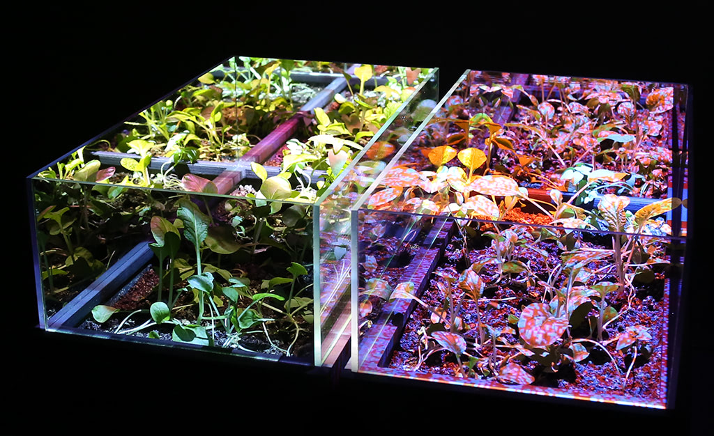 Visual of Growing Crops with Video Projections