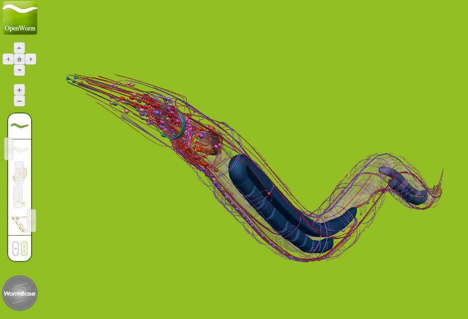 Visual of OpenWorm: The First Digital Organism