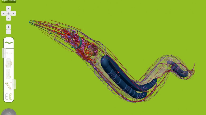 Visual of OpenWorm: The First Digital Organism