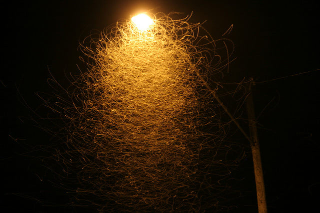 Visual of Street Lights Permanently Change the Ecology of Local Bugs