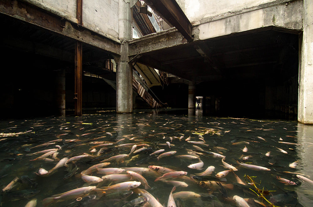 Visual of Urban Aquarium in an Abandoned Mall