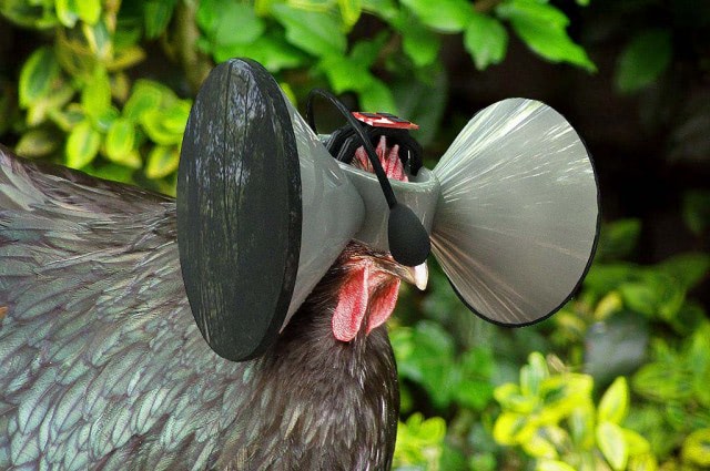 Visual of Virtual Reality Headset for Chickens