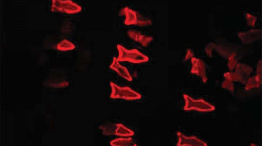 Visual of 3D Printed Fish Remove Toxins and Deliver Drugs