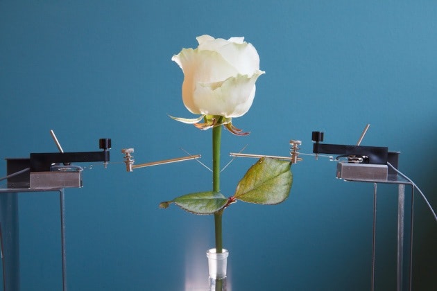 Visual of First Bionic Rose with Electronic Circuits