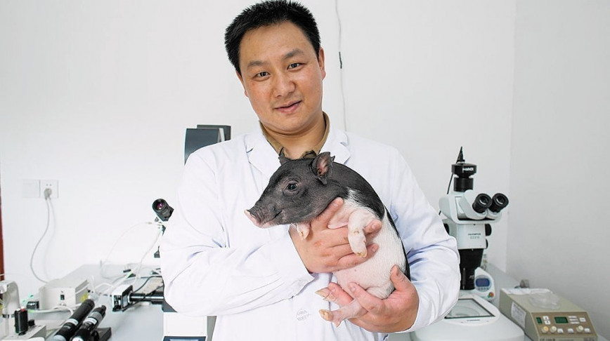 Visual of Gene-Edited Micropigs Will Be Soon Sold As Pets