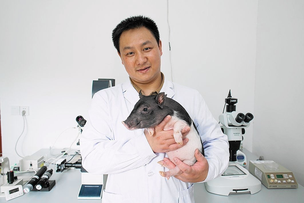 Visual of Gene-Edited Micropigs Will Be Soon Sold As Pets