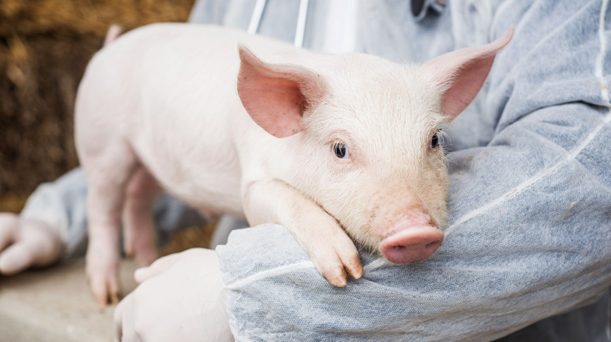 Visual of GM Pigs for Animal-to-Human Organ Transplant