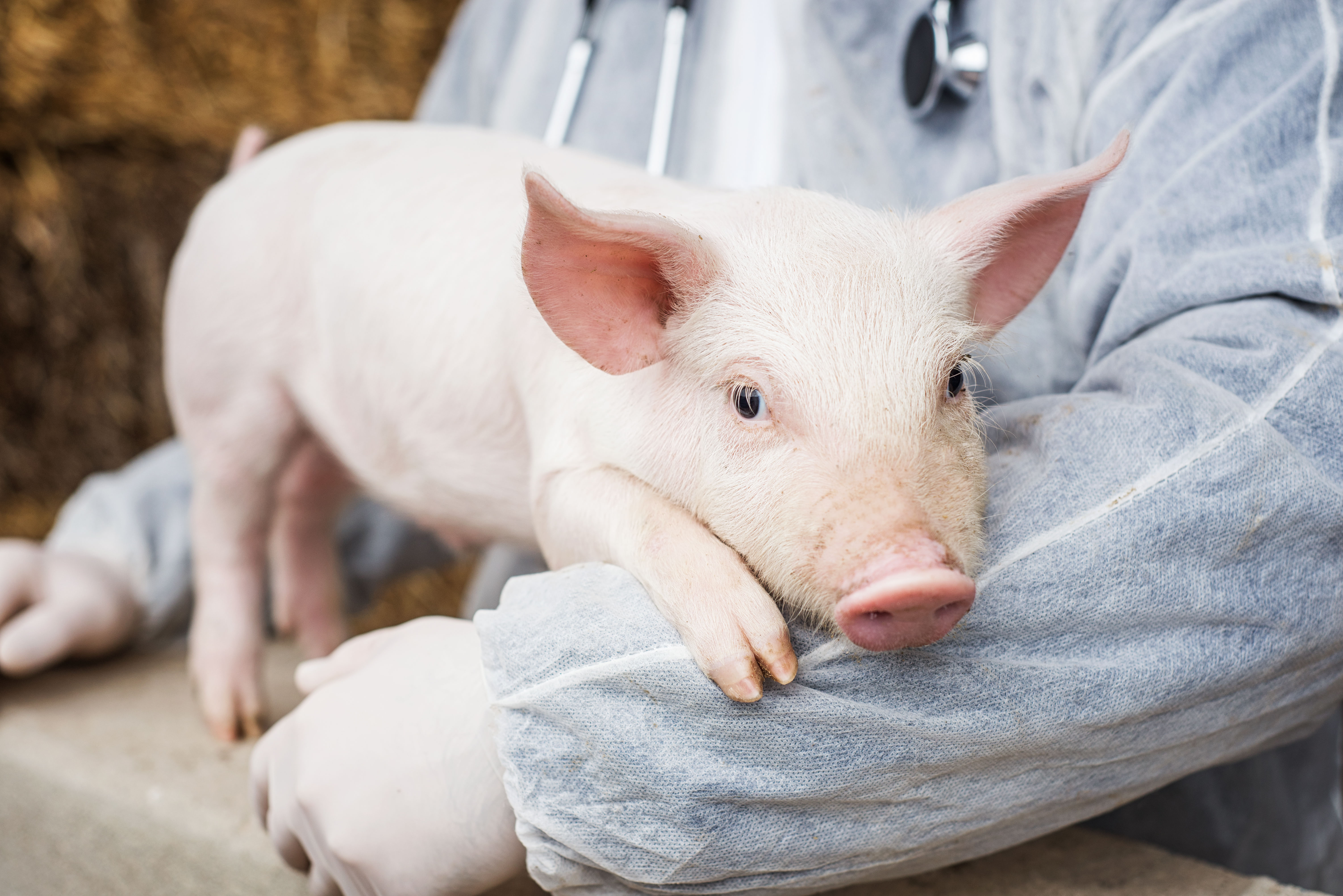 Visual of GM Pigs for Animal-to-Human Organ Transplant