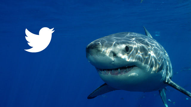 Visual of Over 300 Sharks are Now on Twitter
