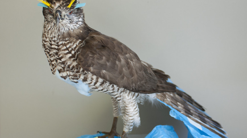 Visual of Plastivore – A Bird that Feeds on Plastic