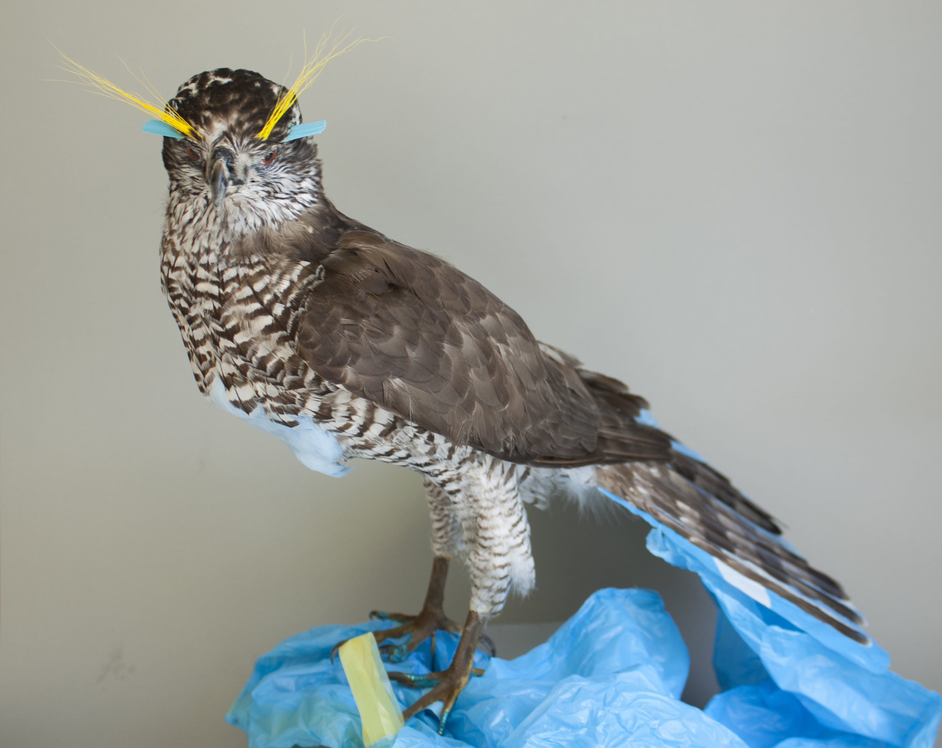 Visual of Plastivore – A Bird that Feeds on Plastic