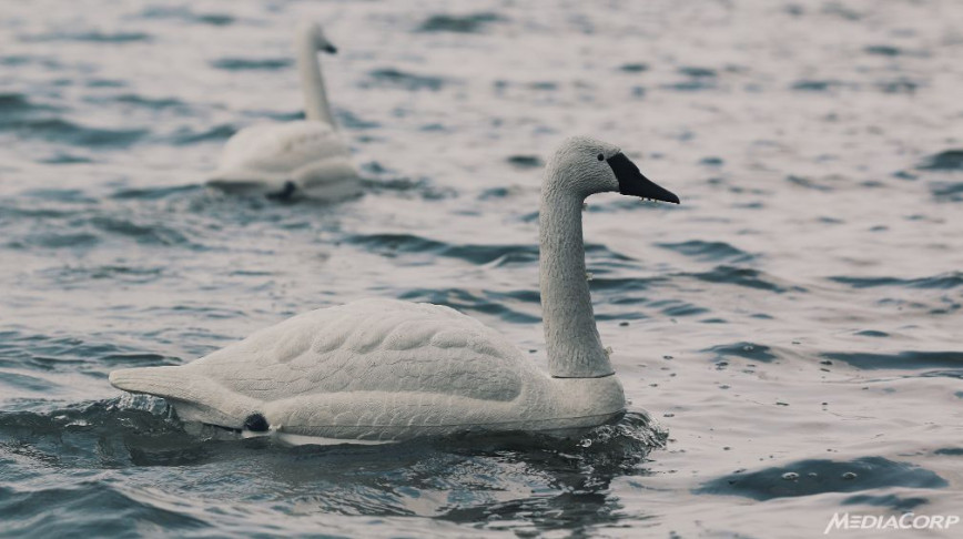 Visual of Robot Swans Monitor Water Quality