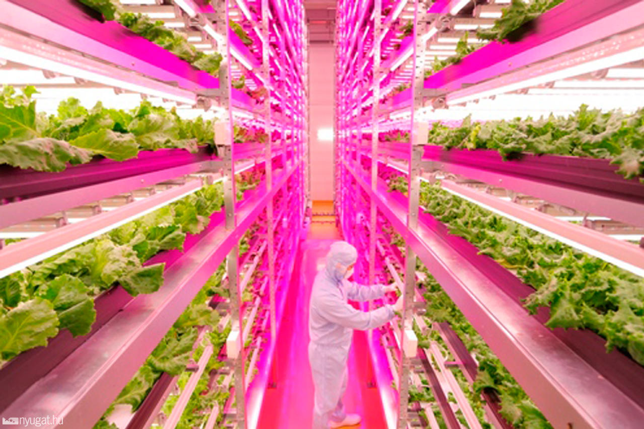 Visual of The World’s Largest Indoor Farm
