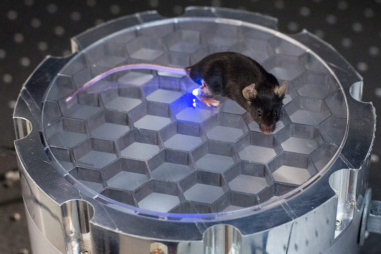 Visual of Wireless Controlled Mouse, the Animal!