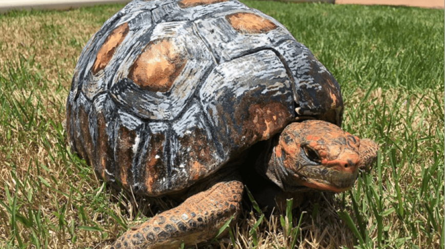 Visual of 3D-Printed Shell to Save Tortoise's Life