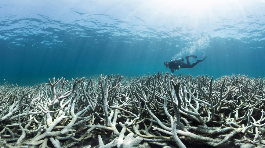 Visual of Colorless coral: How climate change is affecting the great barrier reef