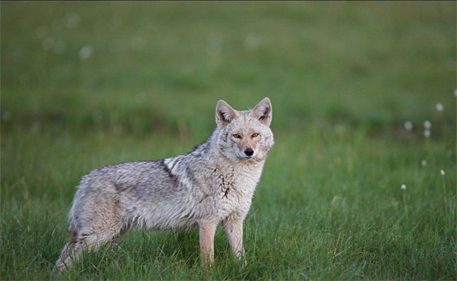 Visual of The Coywolf: 65% Wolf, 25% Coyote, 10% Dog