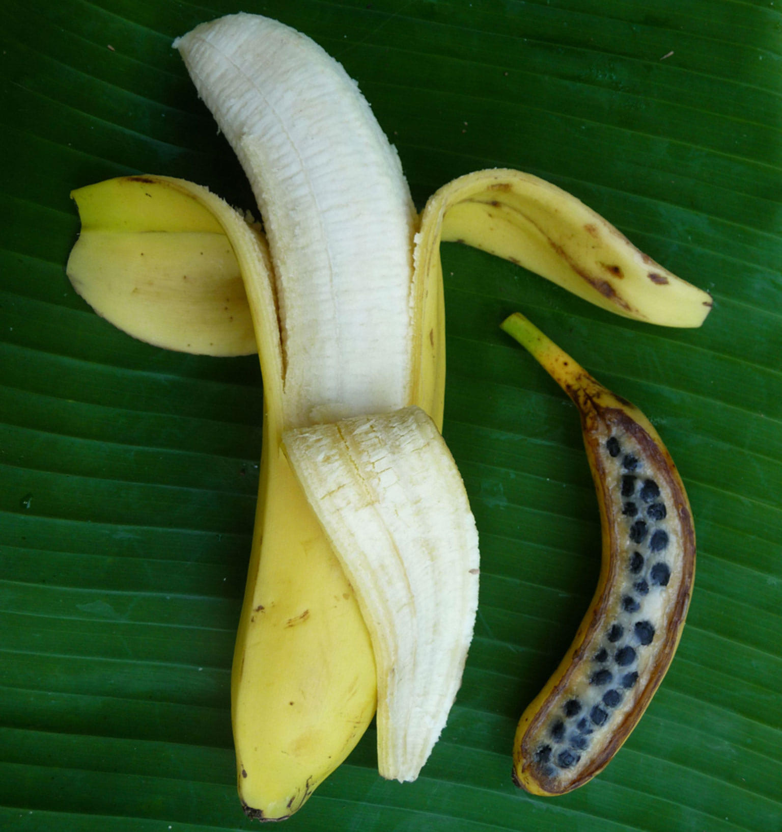 Visual of Banana by Design