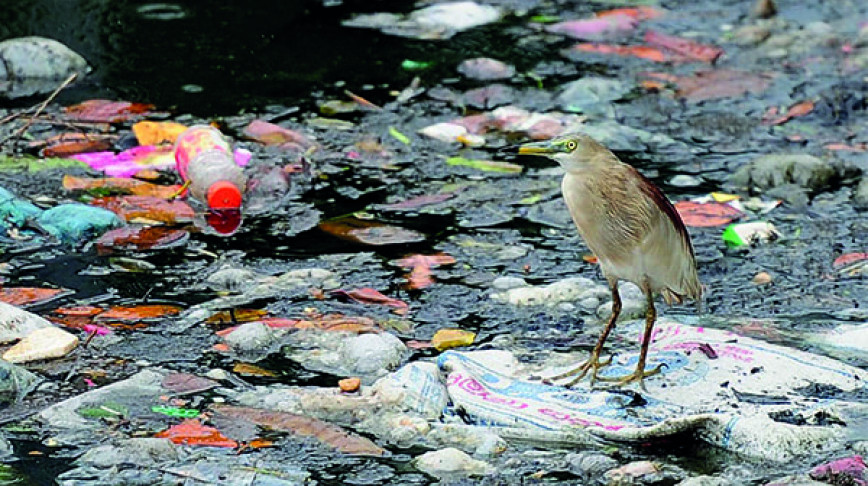 Visual of Eating Plastic or Krill: a Smelly Story for Birds