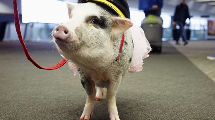 Visual of Lilou the Airport Pig Will Soothe Your Travel