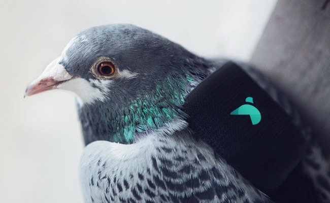 Visual of Pigeons Are Monitoring Air Quality
