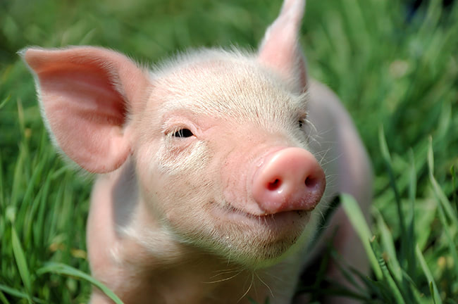 Visual of Pigs Have a Heart for Us