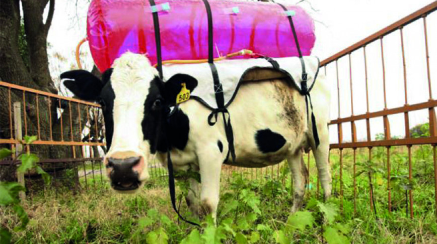 Visual of New Diets for Cows Can Stop Gas Emissions
