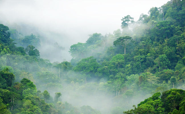 Visual of Rainforests Regrowth Boosts CO2 Capture