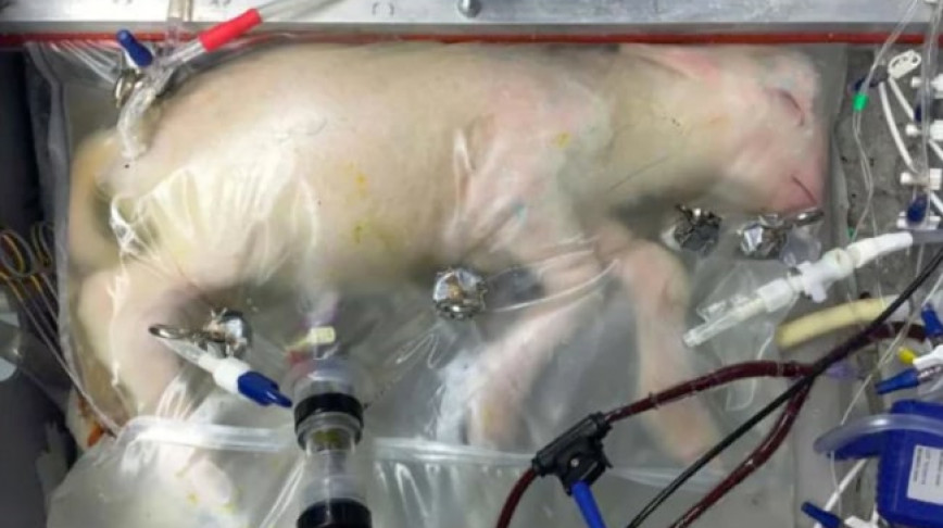 Visual of 2017 - Artificial Womb Incubates Fetal Lamb