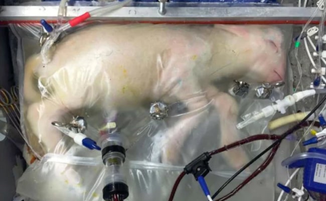 Visual of 2017 - Artificial Womb Incubates Fetal Lamb