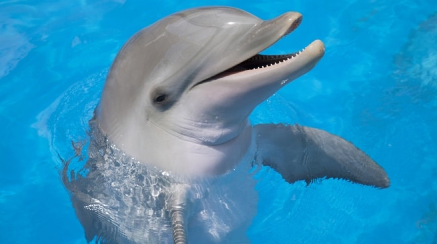 Visual of AI Tries to Decode Dolphins
