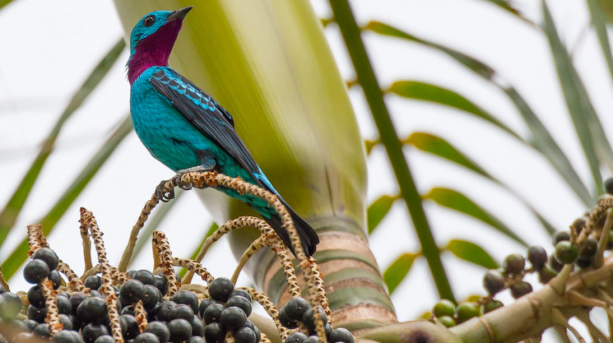 Visual of Color Lessons from the Cotinga Bird