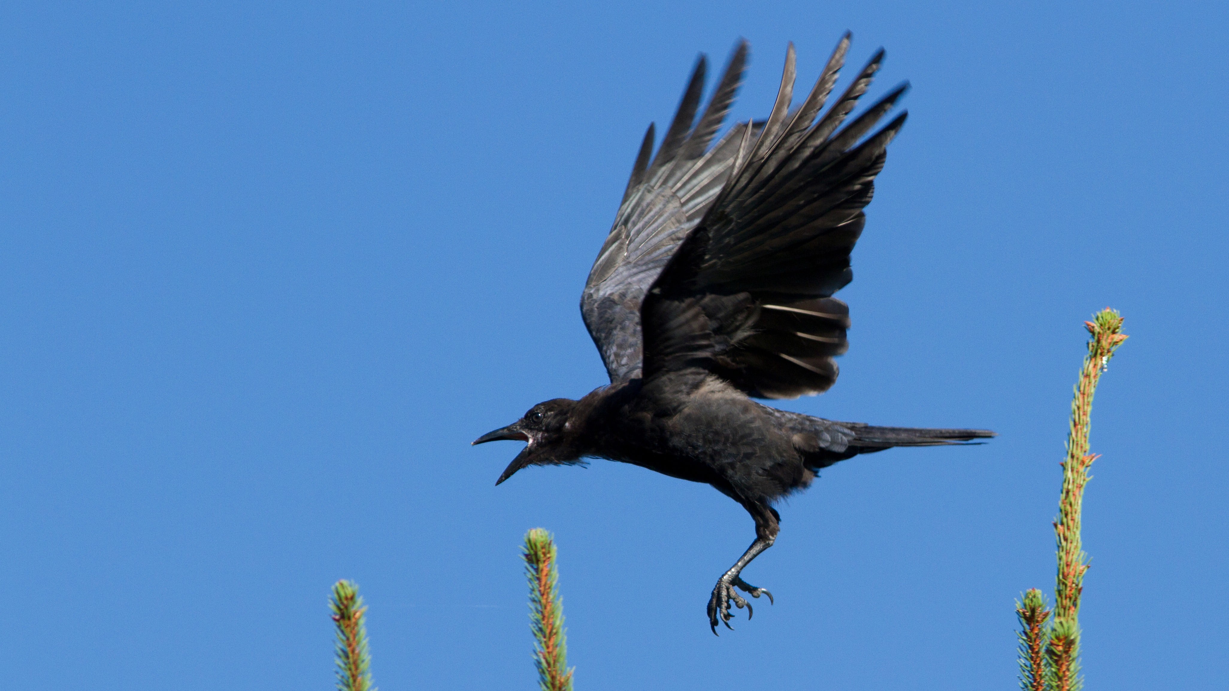 Visual of Teaching Crows to Clean Up Cigarette Butts