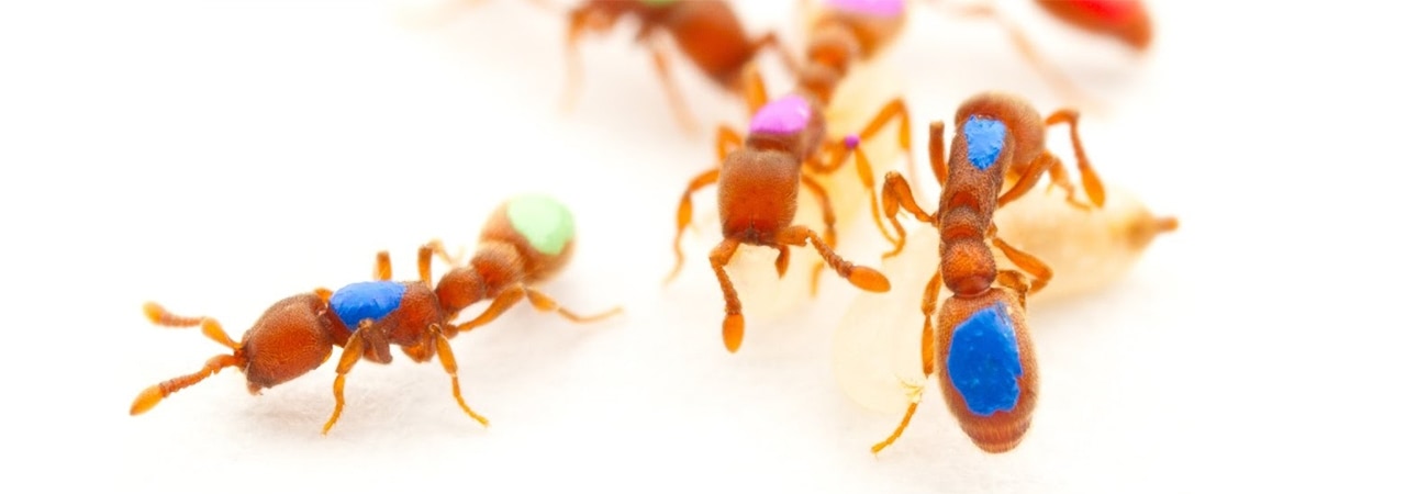 Visual of GM Ants Show How Insect Societies Work