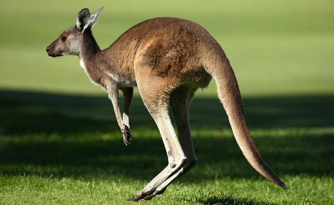 Visual of Kangaroos Confuse Self-Driving Cars