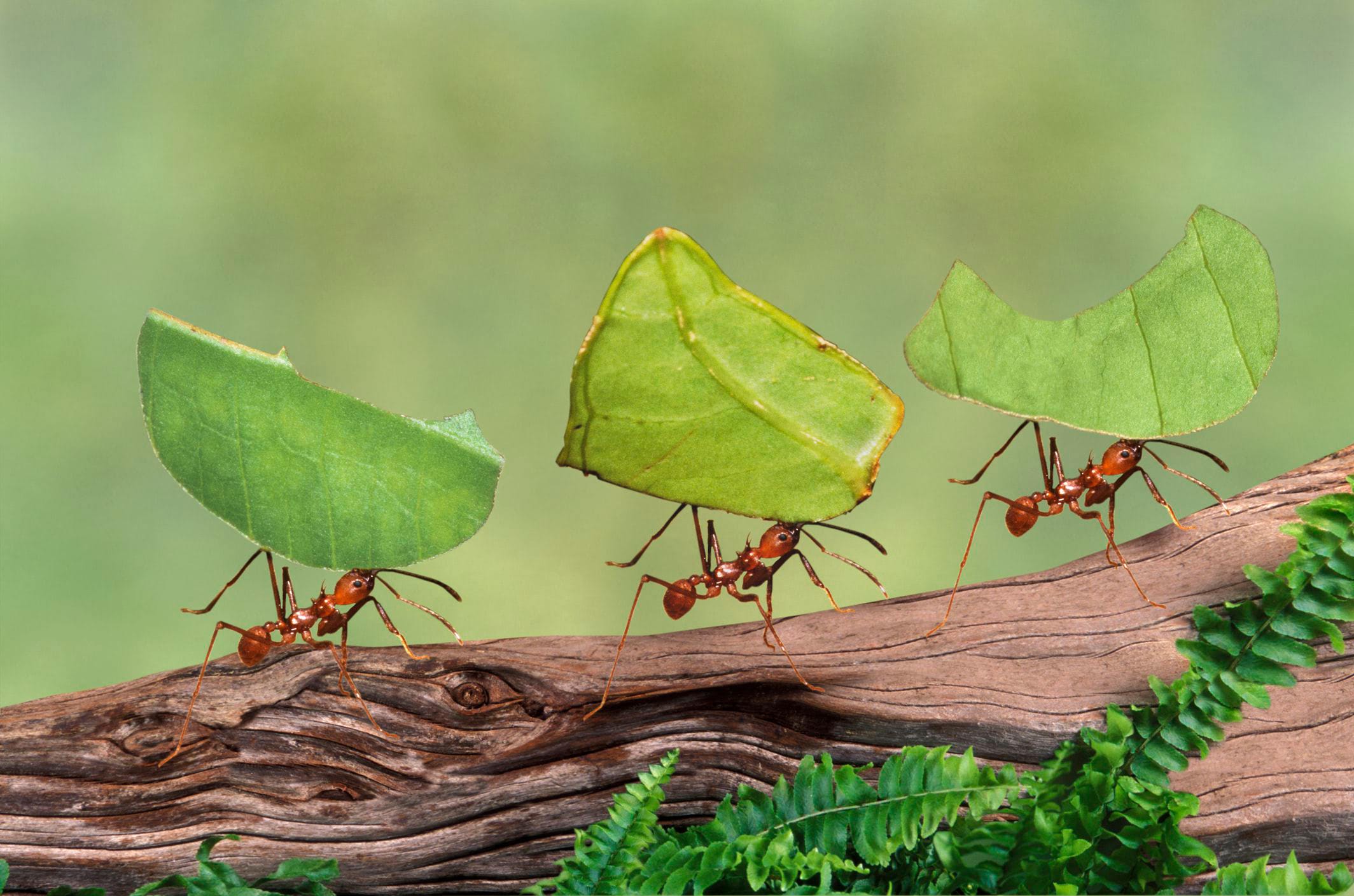 NNN / Lazy Worker Ants